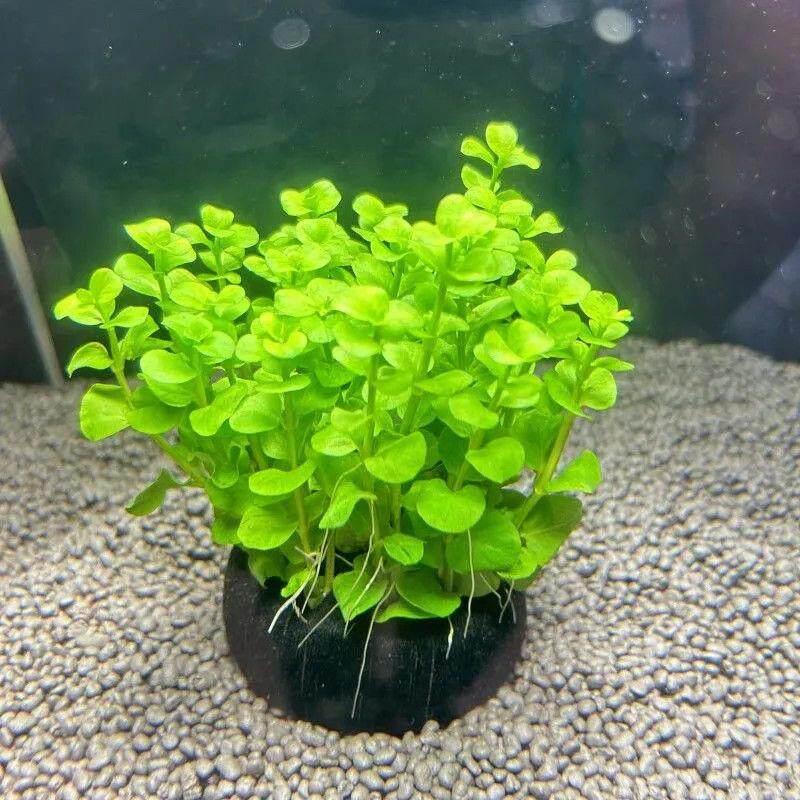 绿金钱水坨草中后景小对叶鱼缸造景懒人水培阴性植物增氧真水草