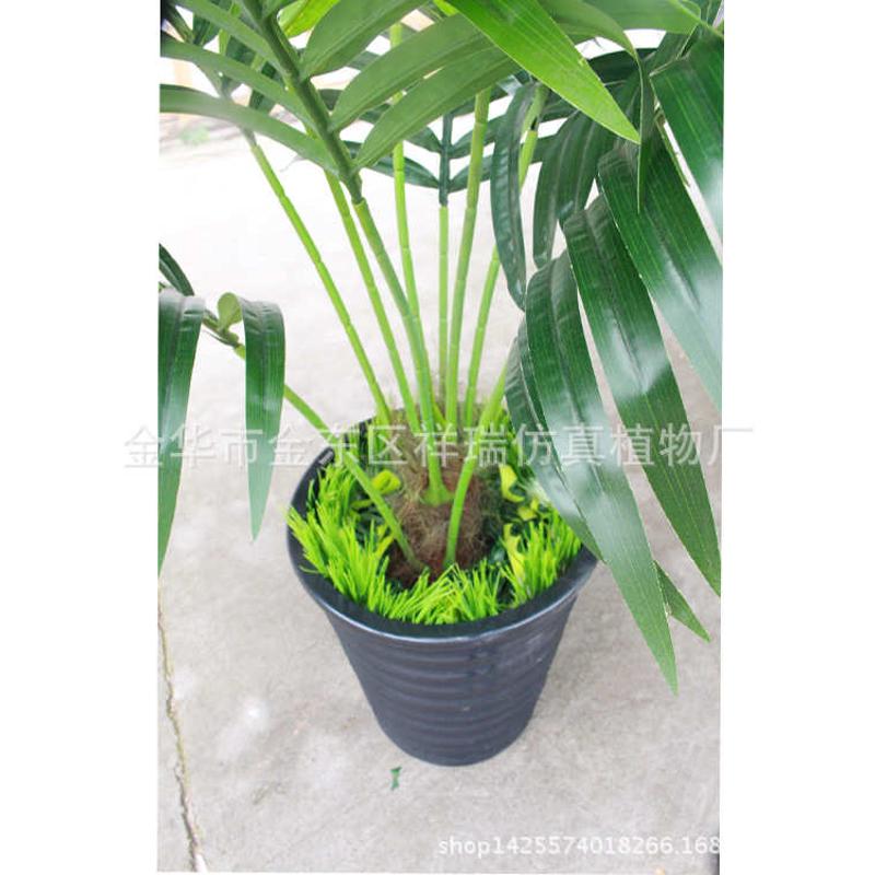 葵叶葵叶细过胶迷你棕榈科树尾散盆景盆栽葵叶植物批发仿真落地
