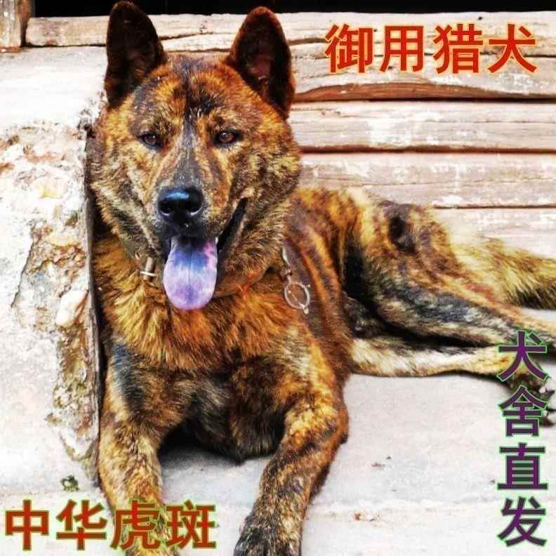 广西虎斑狗黑金虎斑狗活物虎斑犬田园土猎赶山犬狩猎看家狗幼崽狗