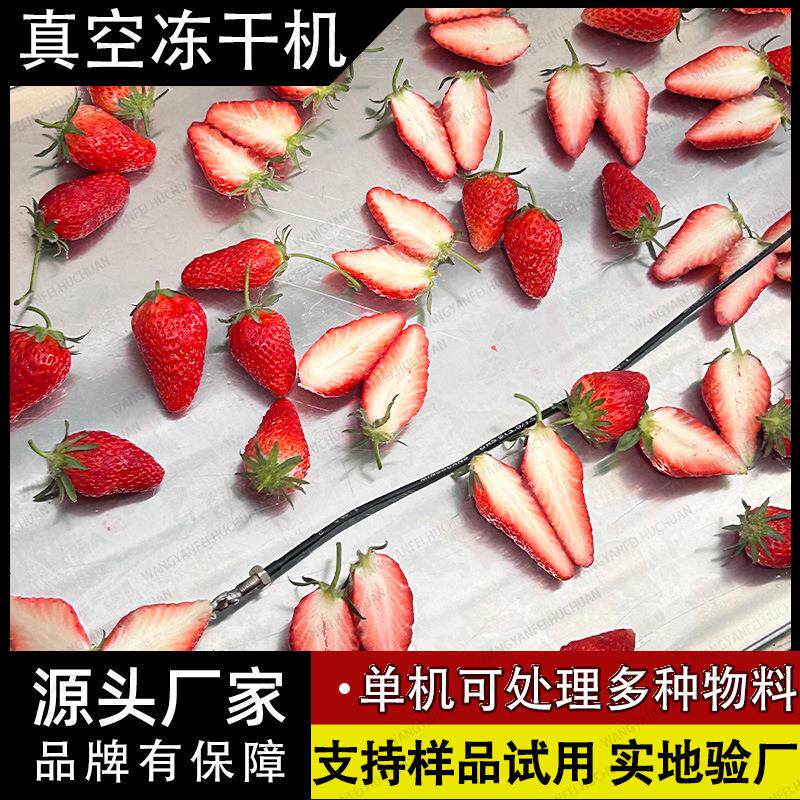 红心猕猴桃冻干机 支持考察试样真空干燥机械 圆筒食品级冻干设备