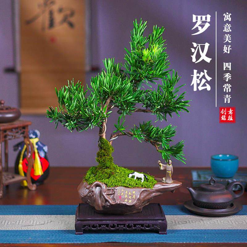 罗汉松盆景老桩植物盆栽雀舌树苗造型树室内花绿植桌面微景观好养