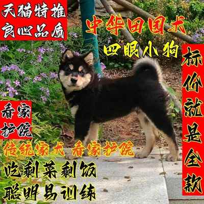 中华田园犬四眼狗幼犬铁包金铁包银黑狗忠诚护主看家护院狗田园犬