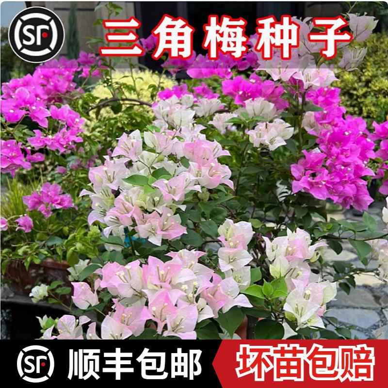 三角梅种子巴西稀有品种四季勤开花正宗爬藤重瓣三角梅种子耐寒