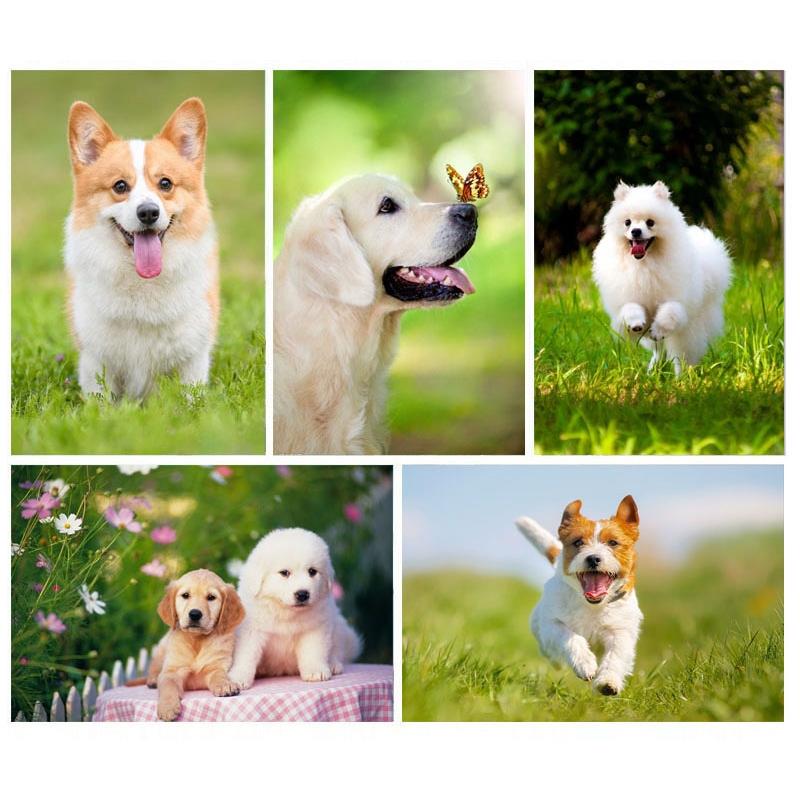 宠物店海报画金毛贵宾犬小狗狗柯基动物生肖属相图片装饰墙贴纸画