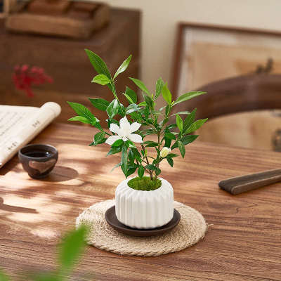 小叶栀子花盆栽室内开花植物办公桌面花卉四季好养办公室绿植摆件
