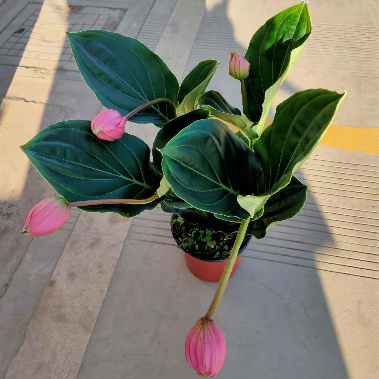 170#4支花宝莲灯花卉盆栽高端网红花四季开花室内办公室阳台盆栽