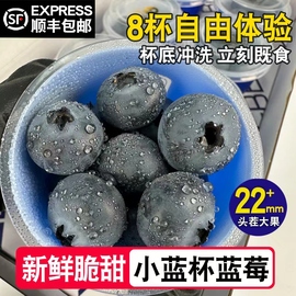 新鲜蓝莓鲜果蓝莓，杯现摘丹东蓝莓特大果时令孕宝宝应季