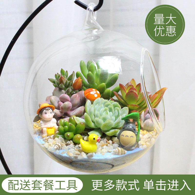 微景观 多肉组合 创意盆栽 DIY小植物 玻璃瓶肉肉 生日礼物