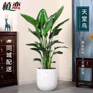 天堂鳥鶴望蘭盆栽綠植花卉大型植物客廳室內(nèi)北歐風(fēng)寧波慈溪配送
