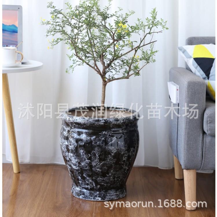 白色陶瓷花盆2021新款设计感大号北欧简约大口径落地花盆深高盆