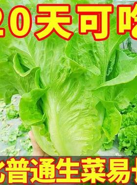 【割完又长】甜脆意大利生菜种子生吃生菜籽农家蔬菜种子大全