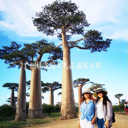 仿真面包树造景三角区域室内装饰仿生绿植景观假绿植盆栽摆件