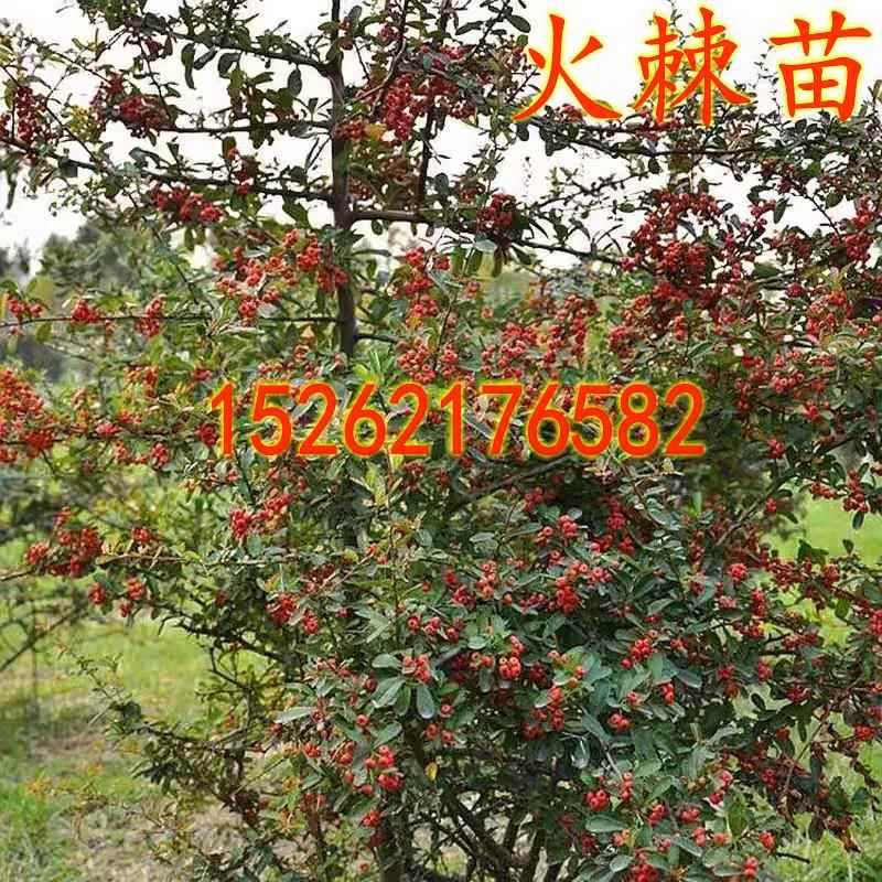 火棘树苗庭院带刺篱笆植物围墙绿