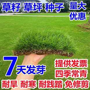 绿化草种护坡四季青黑麦草高羊茅狗牙根种子百喜草籽宽叶草百慕大