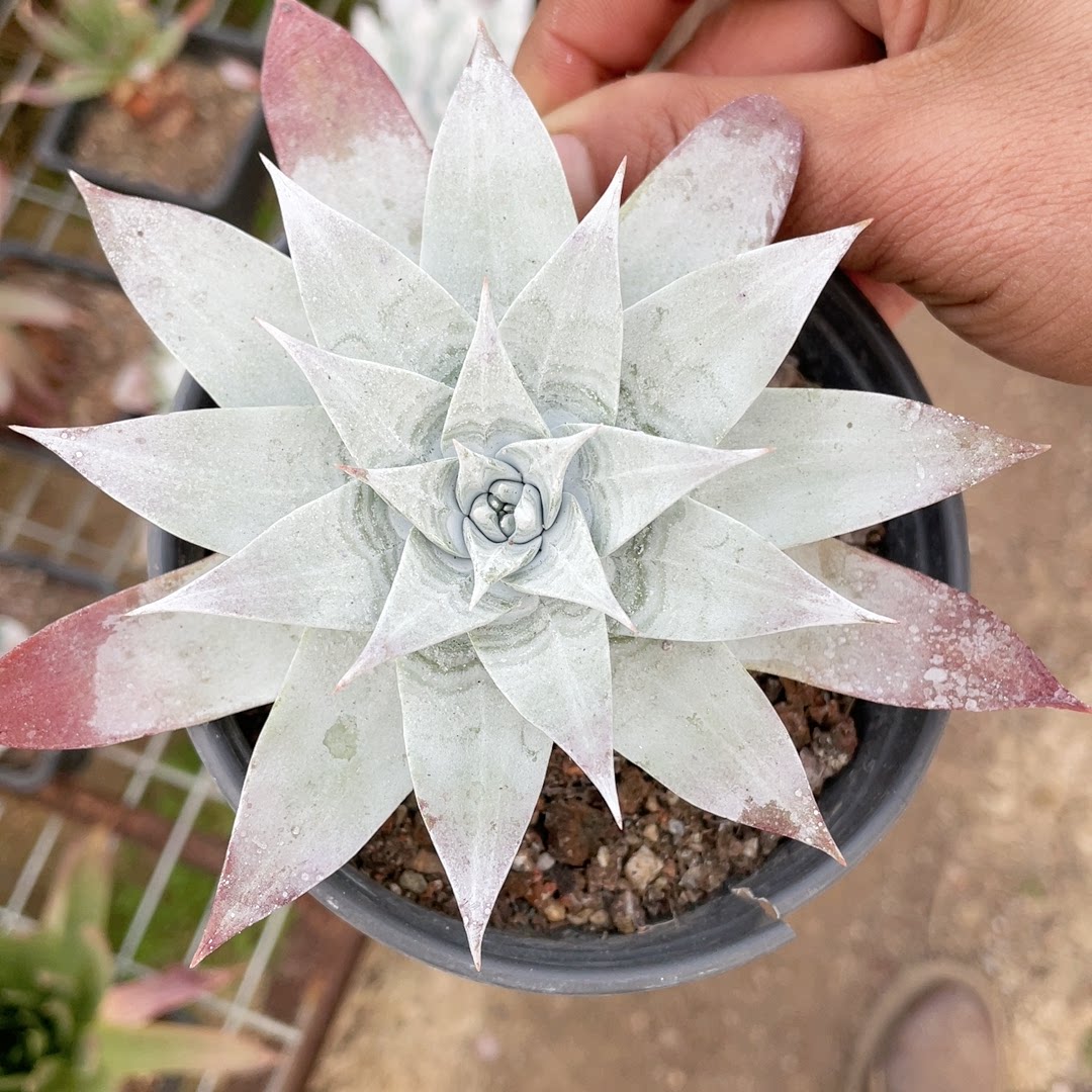 多肉植物仙女杯雪山