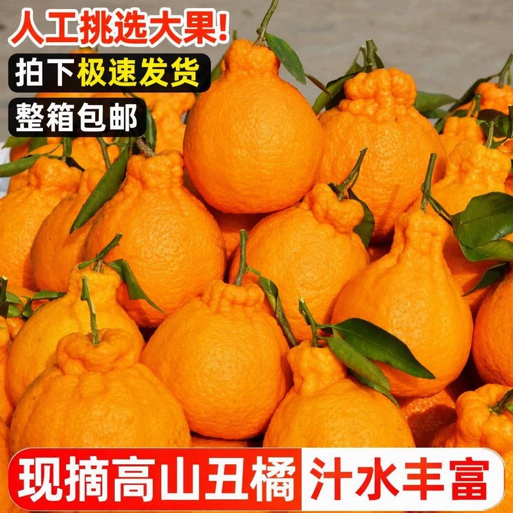 高山丑橘不知火丑柑当季现摘新鲜水果汁水丰富大果桔子整箱包邮