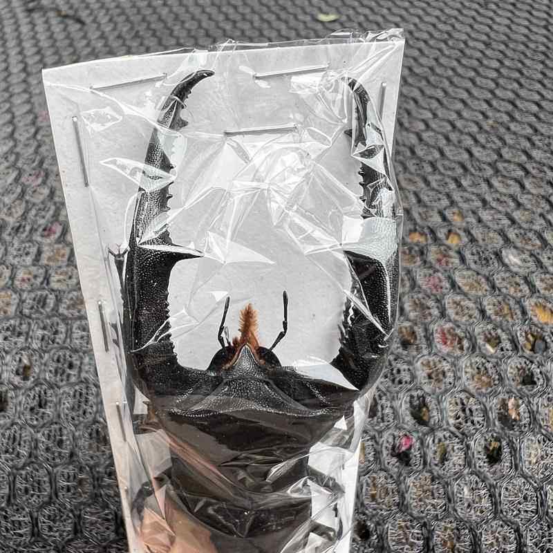 巨颚叉角锹形虫犀牛锹甲大兜虫巨鄂巨扁深山甲虫蝴蝶步甲蚂蚁标本