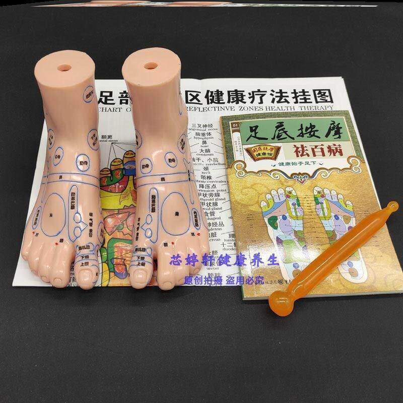 脚模型超清晰软质刻字脚模型反射区点穴按摩足底穴位模型足疗经络