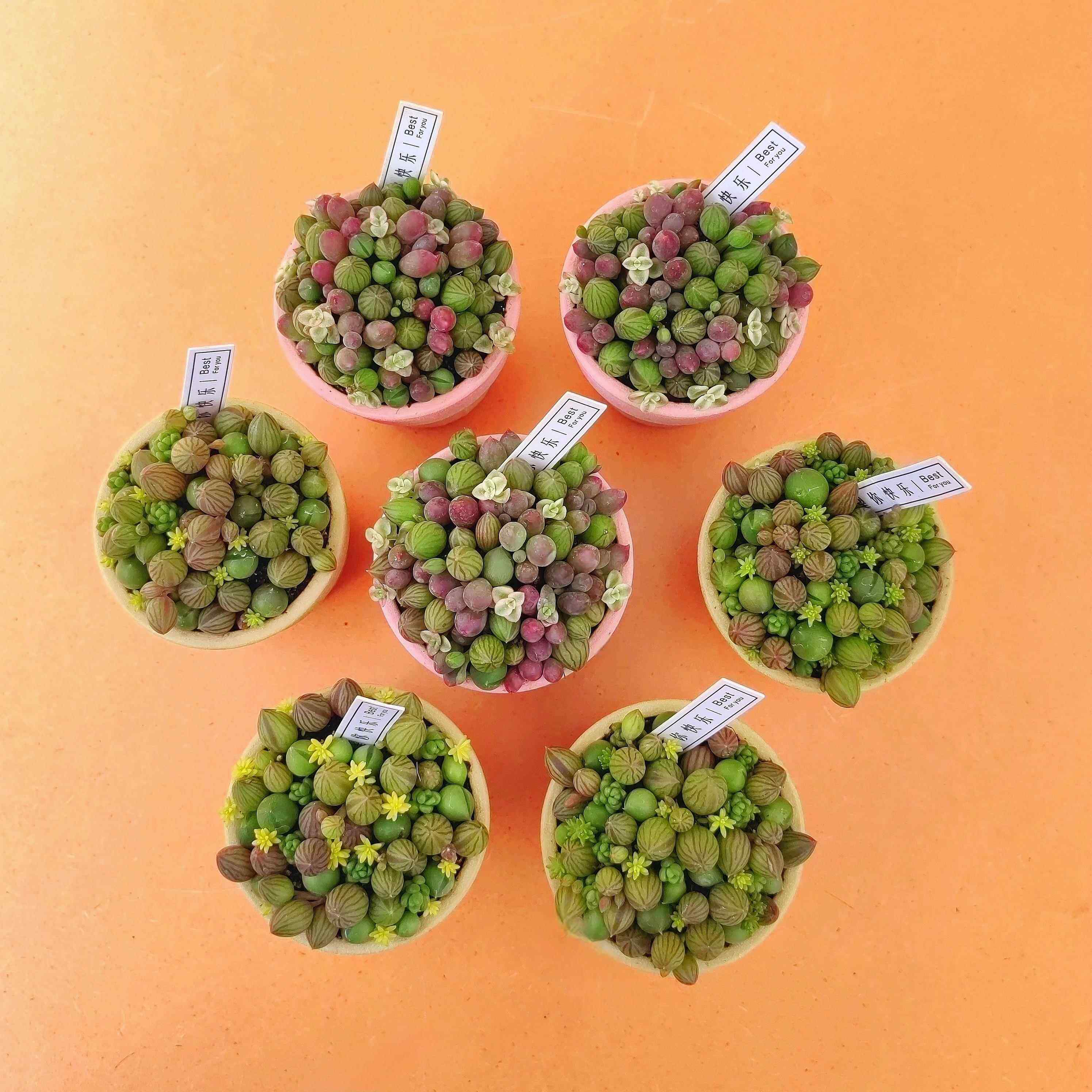 多肉糖果西瓜球组合创意小盆栽小珠子植物搭配有意思的冰激凌花卉