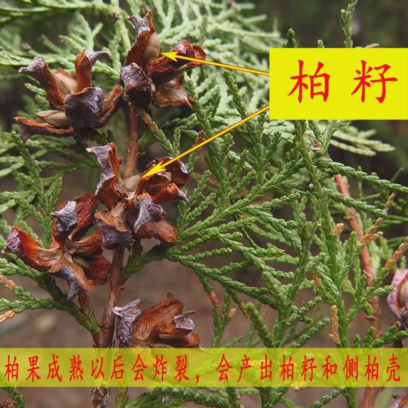 野生侧柏籽枕头枕芯填充物睡眠好侧柏壳籽失眠人可用种子可种植活