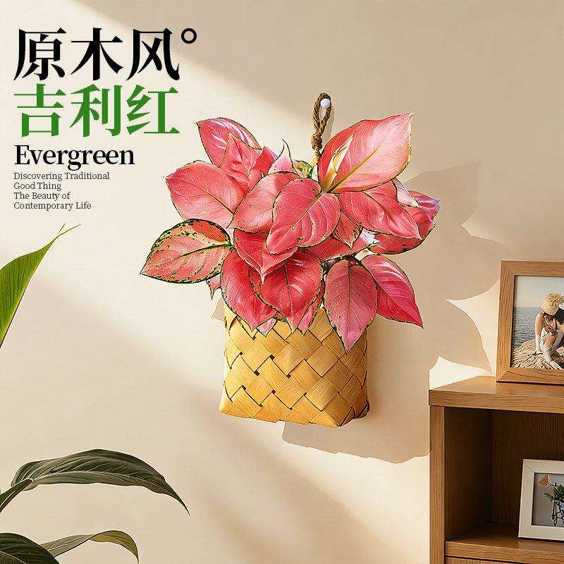 壁绿植挂吊兰盆栽室内植藤白金葛垂长吊型花卉客厅墙面XX壁挂吊装
