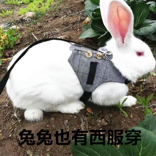 兔子牵引绳兔子绳子兔子礼服兔西服兔绳猫绳溜猫绳猫绳猫胸背带