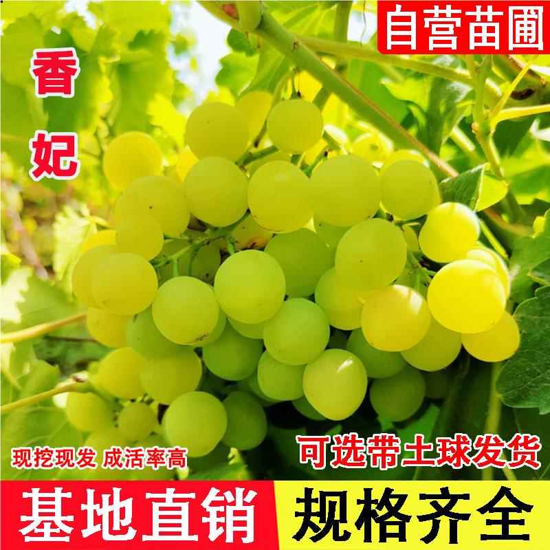 嫁接新疆香妃葡萄树苖浓郁玫瑰香可做葡萄干葡萄苗北南方当年结果