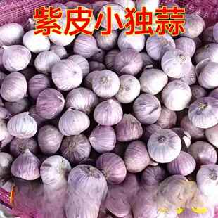 独头蒜头云南紫皮小蒜蒜干独蒜袖 直径极小 珍小香蒜珍珠小蒜特价