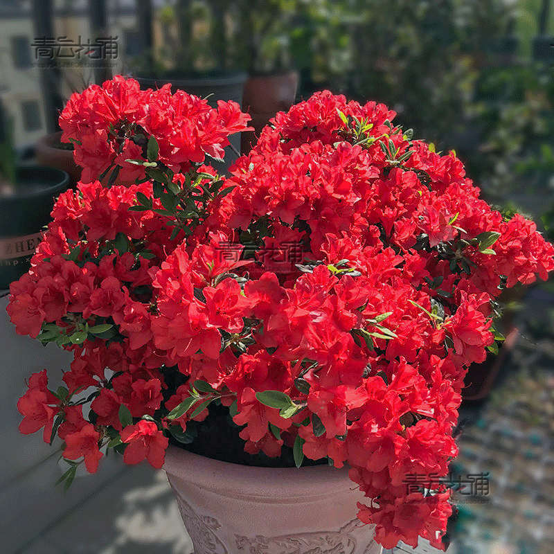 多色重瓣安可杜鹃花卉四季盆栽带苞易活映山红树木苗庭院阳台耐寒