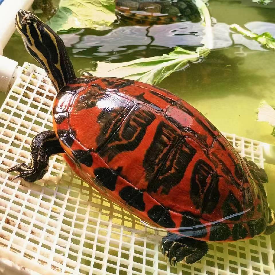 进口家养外塘宽纹火焰龟碌龟苗素食乌龟活物宠物观赏龟深水龟