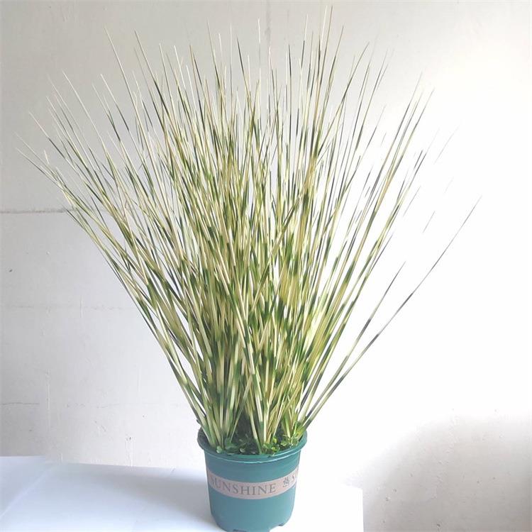 仿真绿植洋葱草狗尾草芦苇植物园艺家居客厅园林装饰草盆栽