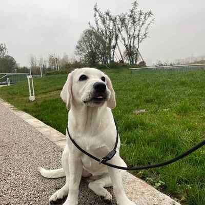 纯种拉布拉多幼犬导盲犬寻