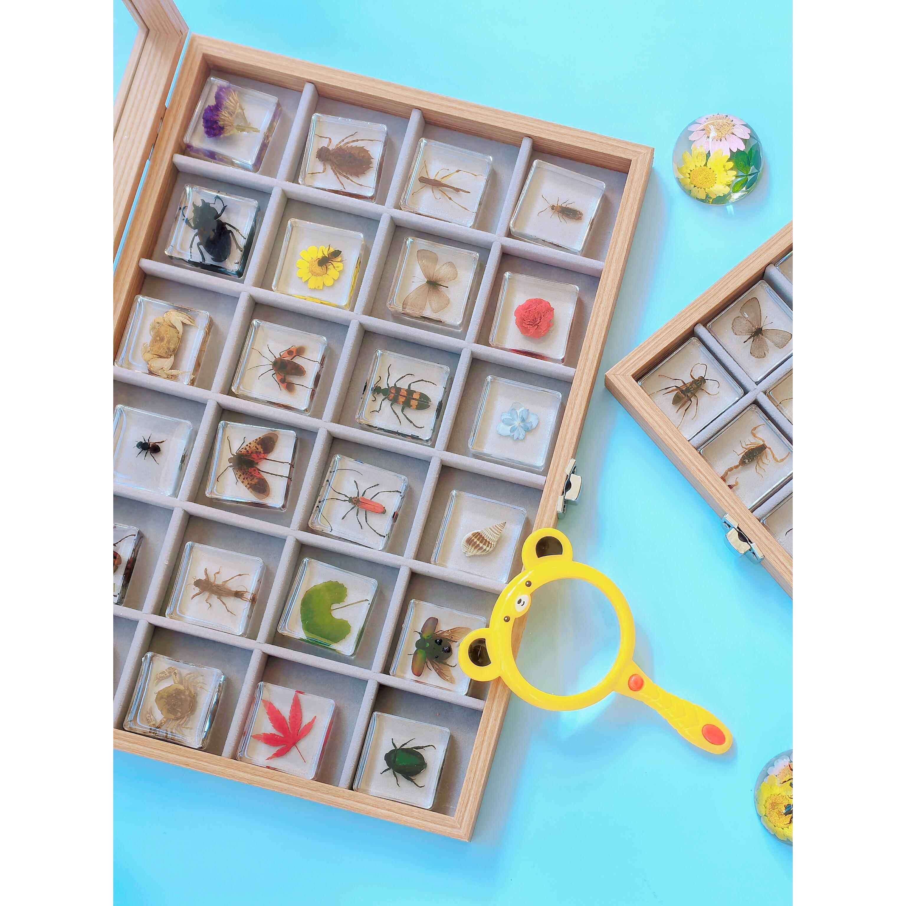 真实小动物昆虫标本透明树脂真虫儿童玩具教具摆件蝴蝶蝎子蜘蛛,家居饰品,标本类装饰画,淘宝优惠券,粉丝福利购,淘宝优惠卷