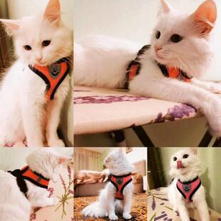 Harness Lead Leash Summer Vest Dog Adjustable Polyester Cat