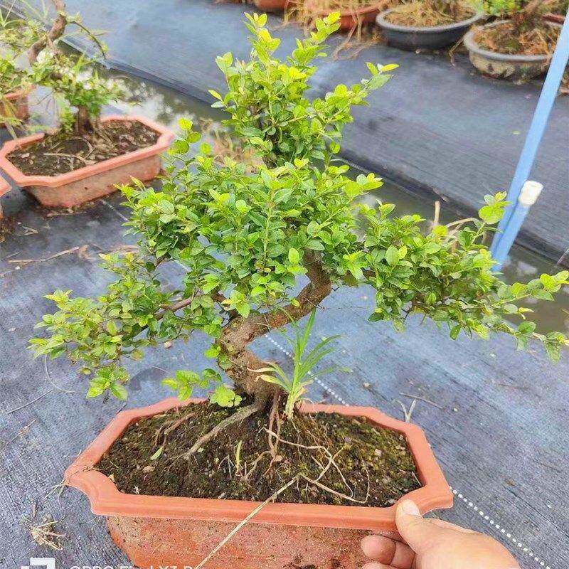 雀梅红芽盆景老桩植物小叶造型树桩室内客厅绿植桌面盆栽四季常青