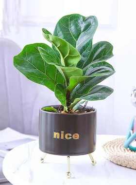 室内绿植盆栽大叶琴叶榕阔叶植物办公室盆栽植物四季常青净化某气