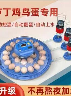 厂家直销小飞碟孵化器小型全自动孵蛋器家用芦丁小鸡鹦鹉鸟孵化箱