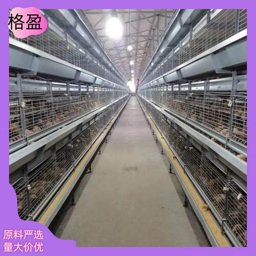 青年鸡笼立式自动化养殖设备养殖场养鸡场养鸡笼鸽子笼鹌鹑笼