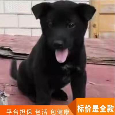 中华田园犬广西土猎犬幼崽大黄狗小土狗便宜花狗纯黑狗黄狗活体狗