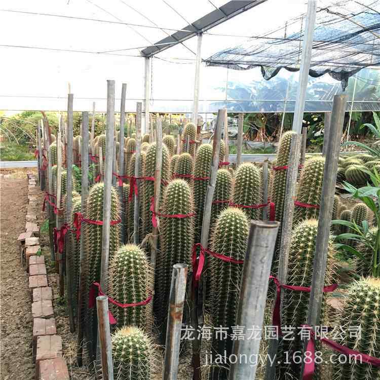 实生仙人柱 狼牙棒 大凤龙造景植物园景观 漳州沙漠热带植物厂家