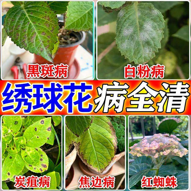 绣球黑斑病专用药黄叶焦尖卷边杀菌剂肥料促花养花菌立清调蓝剂,鲜花速递/花卉仿真/绿植园艺,家庭园艺肥料,淘宝优惠券,粉丝福利购,淘宝优惠卷