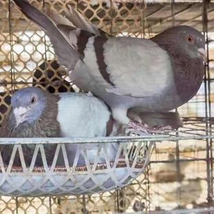 包包小瓦鸽子下蛋鸽鸽青年鸽子种一对苗灰肉鸽活鸽子