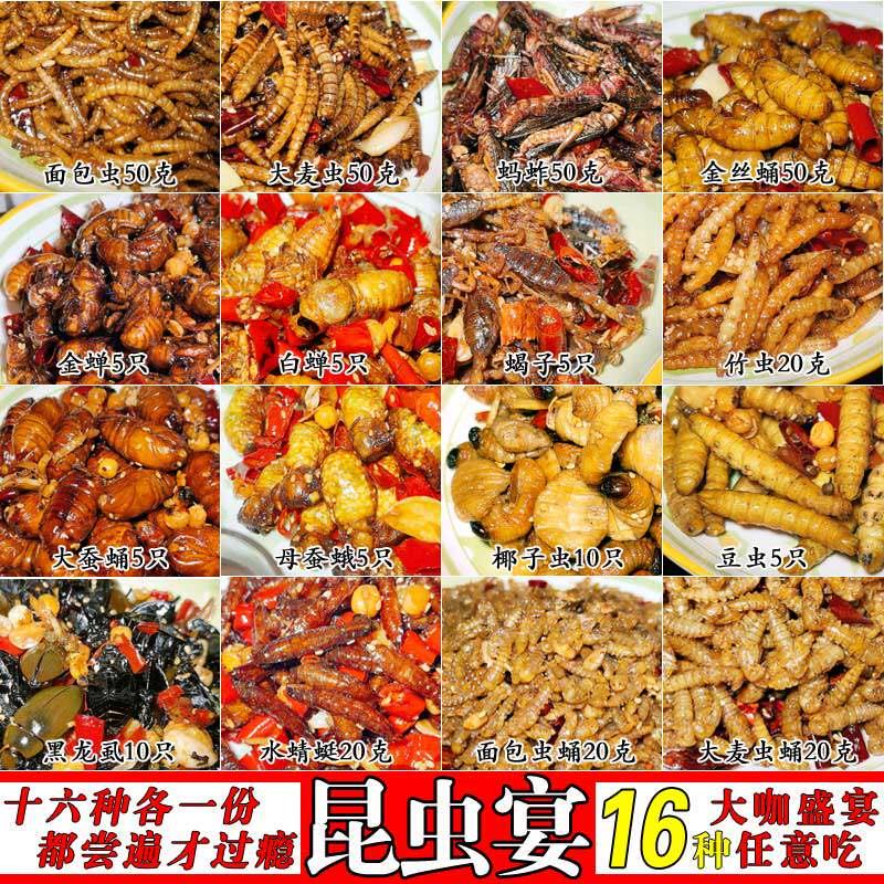 16种油炸虫子金蝉豆虫椰子虫大蚕蛹蝎子木花母蚕蛾龙虱爬沙水青虫