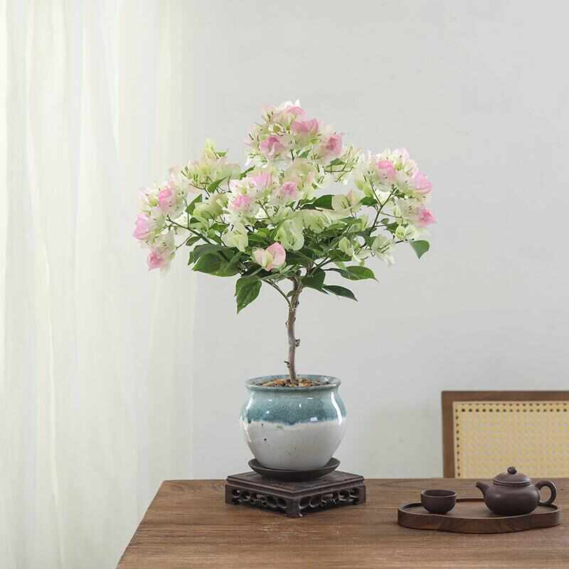 三角梅盆栽带花开花卉办公室内客厅绿植耐寒四季盆景老桩大型绿植