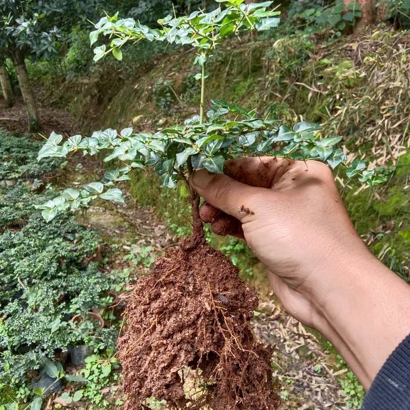 虎刺盆景 10颗 室内小景 耐阴 自然成型 小叶虎刺苗 附石盆景材料