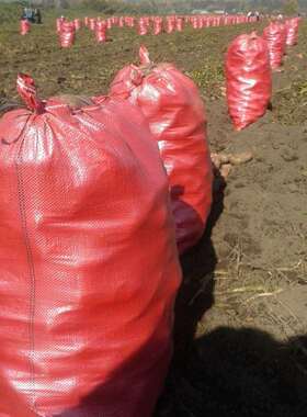 出口乌拉圭橘红色土豆小袋红色土豆圆葱编织袋出口品质小袋