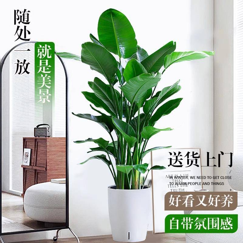 大型活植物室真内绿好养办公室客厅树植去4FpeJ37Q甲醛盆景花卉