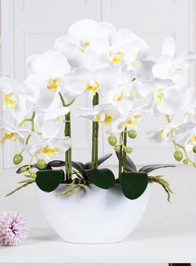 工厂直销蝴蝶兰仿真花摆件客厅手感兰花假花桌面花艺餐桌花娟花