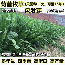 将军菊苣种子大叶菊苣草籽多年生四季牧草猪牛羊，鸡鸭鹅鱼草种子籽