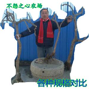 宁枸盆杞树老树桩园食用夏采鲜果树林绿化景观枸杞子景CLD树盆栽